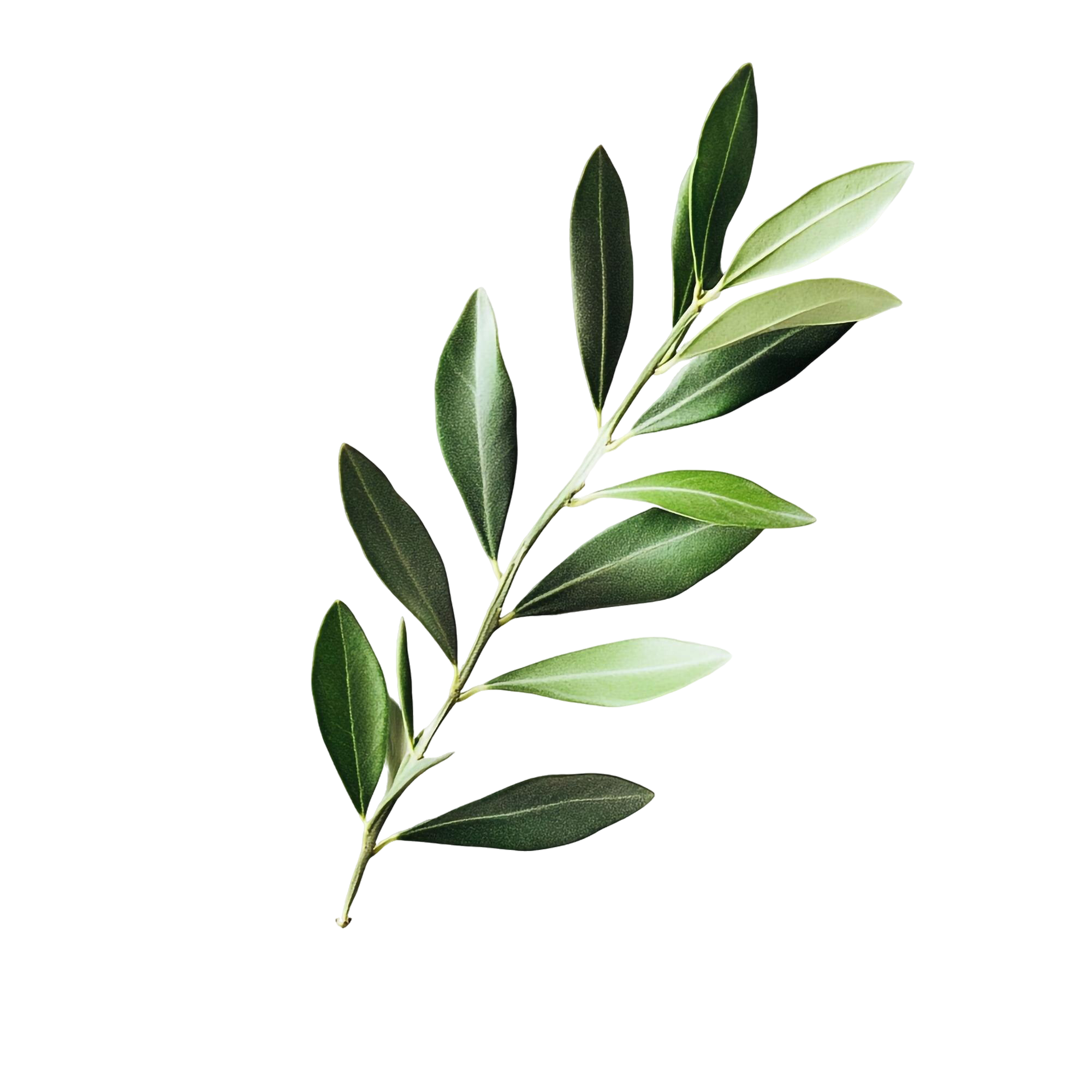 Decorative Leaf